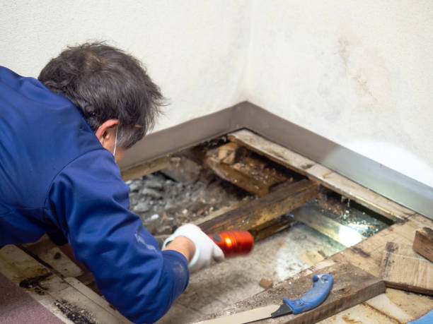 Best Kitchen Mold Remediation in Mason Neck, VA